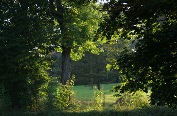 Sunlit meadow through trees -  A View Through Dark Trees into a Beautiful, Sunlit Green Meadow


