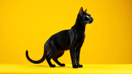 sleek black feline form stands atop vibrant canvas piercing green eyes gleaming soft diffused studio light
