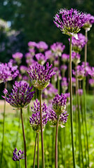 beautiful purple allium