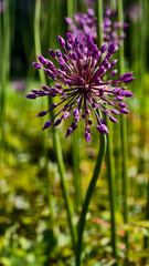 beautiful purple allium