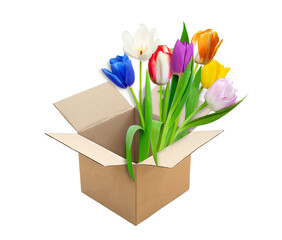 Tulips flowers in cardboard box