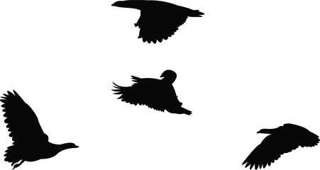Flying Andean goose bird Silhouette Design And Vector Illustration. 