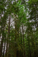 Fototapeta premium árvores gigantes em parque de Vancouver, Canadá