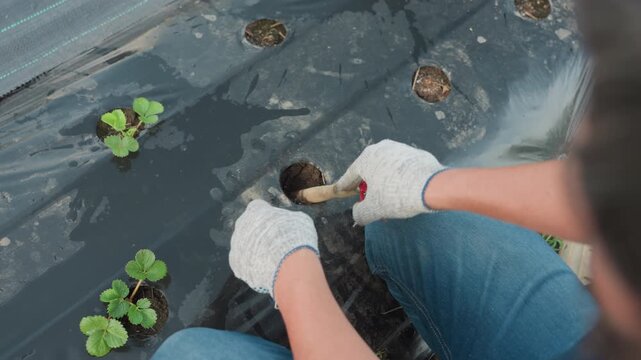 male farmer kneels on black plastic mulch pushes wooden handle into soil holes beside young strawberry seedlings overhead closeup captures planting action under daylight with tool tip details