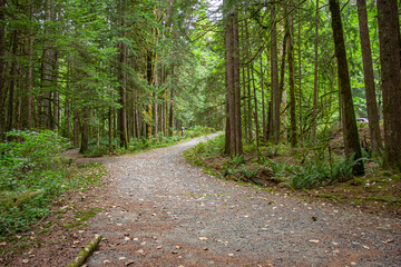 caminho em floresta de Vancouver, Canada