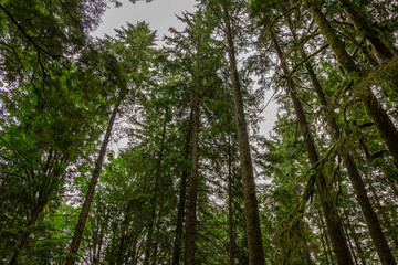 Obraz premium árvores gigantes do Canadá