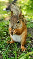 Red squirrel enjoying a nut in a sunny forest