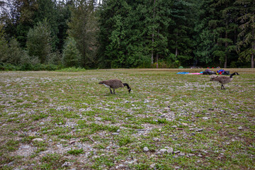 gansos em parque de Vancouver