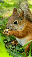 Red squirrel enjoying a nut in a sunny forest