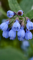Vibrant blue petals caucasian comfrey