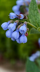 Vibrant blue petals caucasian comfrey