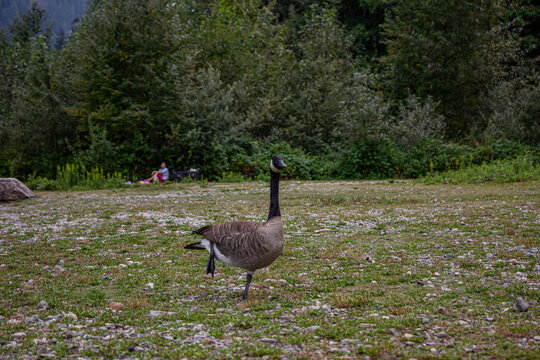 gansos em parque de Vancouver, Canad&aacute;