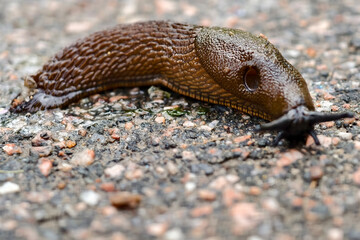Spanish slug (Arion lusitanicus)