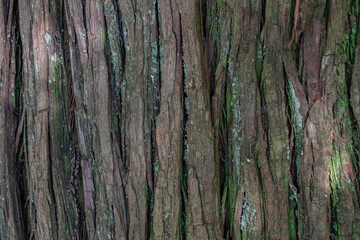 textura de tronco de árvore