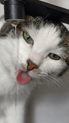 Cat is drinking water from a tap