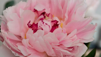 Macro shot of a pink peony flower