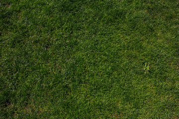 textura gramado verde