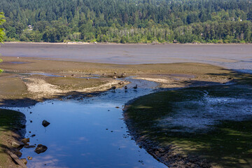 aves no lago em Vancouver, Canadá