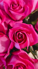 A close-up of vibrant pink roses
