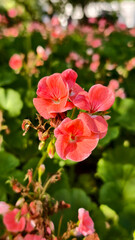 Vibrant salmon-pink petals of the Avantii Salmon
