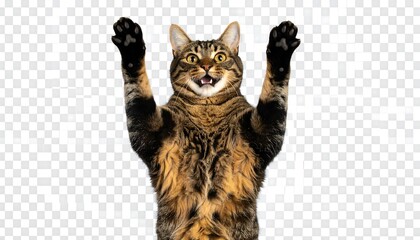 Playful cat with outstretched paws