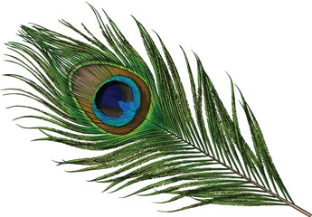 Peacock feather illustration, detailed eye pattern design, vibrant decorative plume, exotic bird feather art, nature inspired elegance, cad drawing flat vector illustration © Madhob Creatives