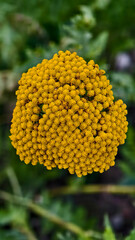 stunning view of the Achillea filipendulina in full bloom