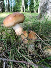 Wild forest mushrooms growing in green grass under birch trees. Atmosphere of freshness and harmony, symbol of organic food, ecology, and peaceful forest walks.