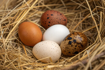 Celebrate World Egg Day with a stunning nest of five uniquely patterned eggs—showcasing nature’s diversity, species variation, and the beauty of avian life. generative ai