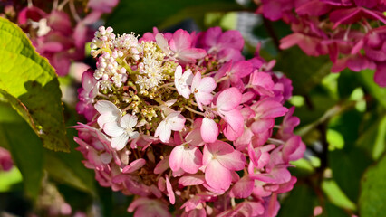 Pink and white hydrangea flowers in full bloom
