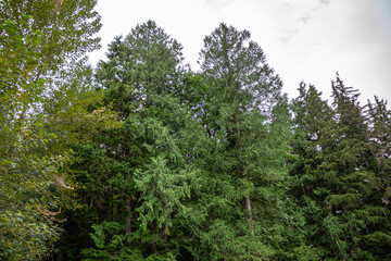 árvores em parque em Vancouver, Canadá