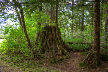 tronco de árvore em floresta do Canadá