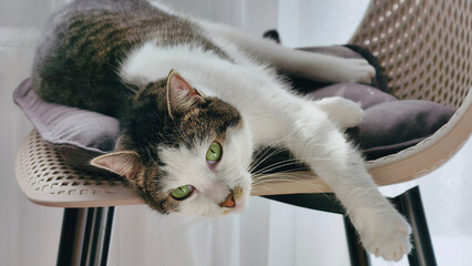 A cute feline with striking green eyes rests on chair