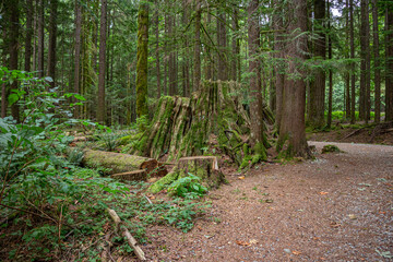 florestas em Vancouver - Canada