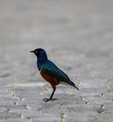 Superb starling on a pathway in Africa in close up
