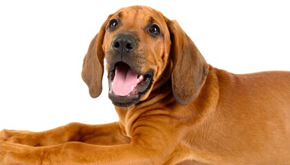 Playful puppy lying down
