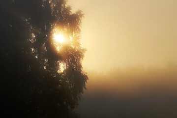 Early morning fog envelops a serene landscape with sun shining through trees in a rural area © mada