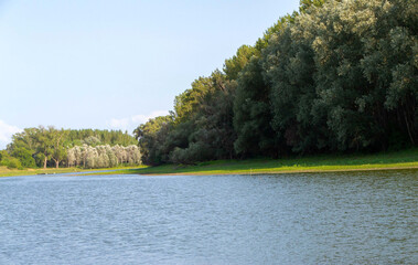 River with green forest on sunny summer day