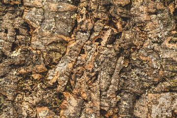 Close-up texture of natural cork oak bark, showcasing rugged surface patterns and earthy tones.