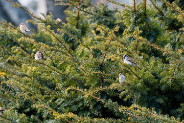 sparrows in the bush