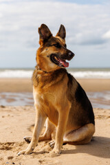 german shepherd dog