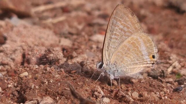 Tiny Grass Blue Butterfly