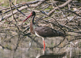 A black stork hunts on the lake.