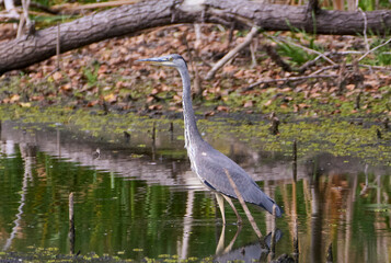 great blue heron