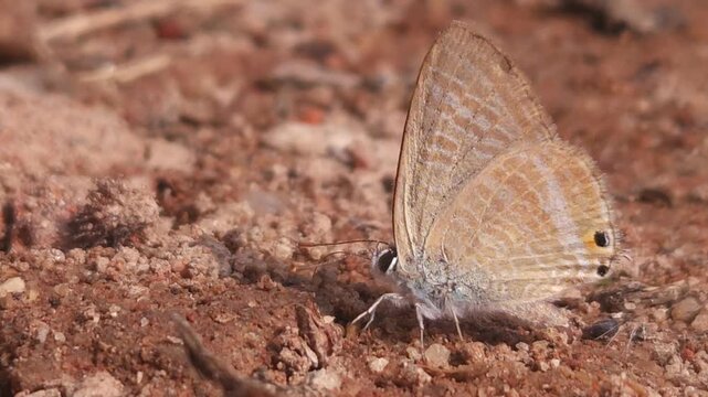 Tiny Grass Blue Butterfly