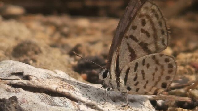 Tiny Grass Blue Butterfly