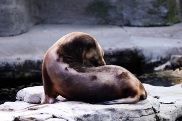 Wildlife photography taken at Schönbrunn Zoo in Vienna, featuring a variety of animals in naturalistic habitats.Tierfotografie im Tiergarten Schönbrunn in Wien mit einer Vielzahl von Tieren in naturna