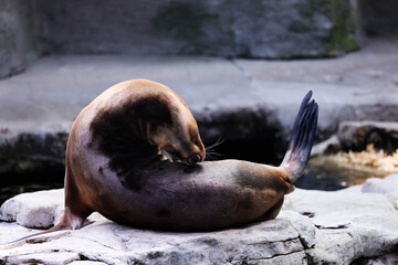 Wildlife photography taken at Schönbrunn Zoo in Vienna, featuring a variety of animals in naturalistic habitats.Tierfotografie im Tiergarten Schönbrunn in Wien mit einer Vielzahl von Tieren in naturna