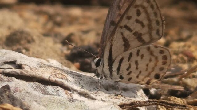 Tiny Grass Blue Butterfly