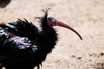 Wildlife photography taken at Schönbrunn Zoo in Vienna, featuring a variety of animals in naturalistic habitats.Tierfotografie im Tiergarten Schönbrunn in Wien mit einer Vielzahl von Tieren in naturna